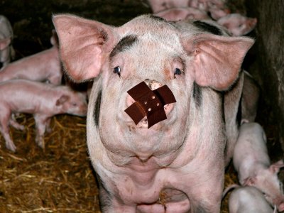 Schweine Massentierhaltung Thüringen