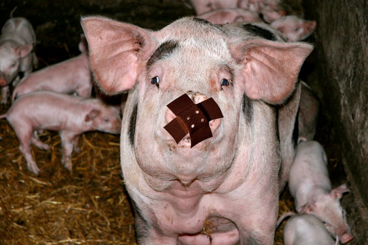 Schweine Massentierhaltung Thüringen