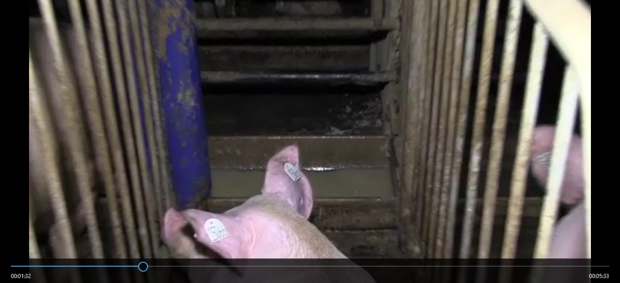 Dieser Screenshot aus einem Video von Animal Rights Watch soll belegen, dass die Sauen Schmutzwasser trinken müssen. Aufnahme von Animal Rights Watch aus dem November 2015.