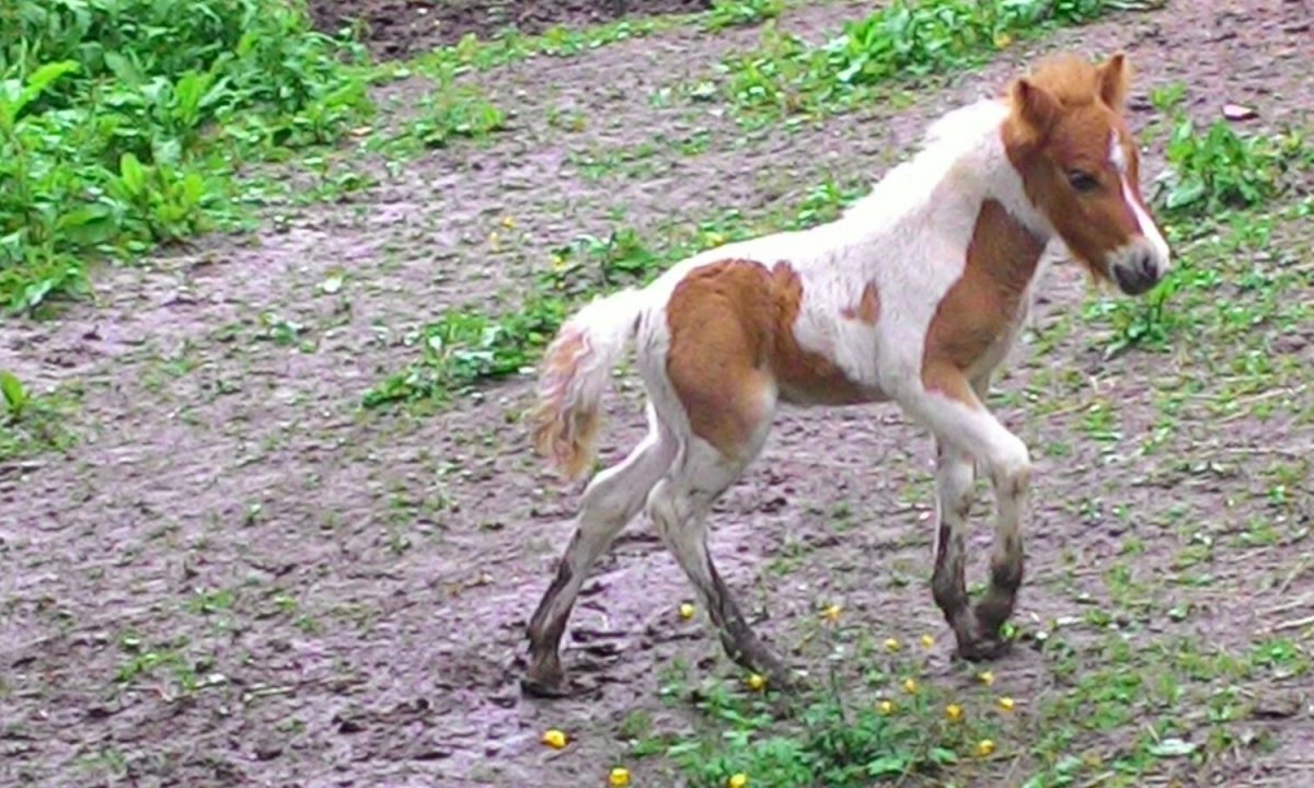 Shetlandpony Nelson Tautenhain