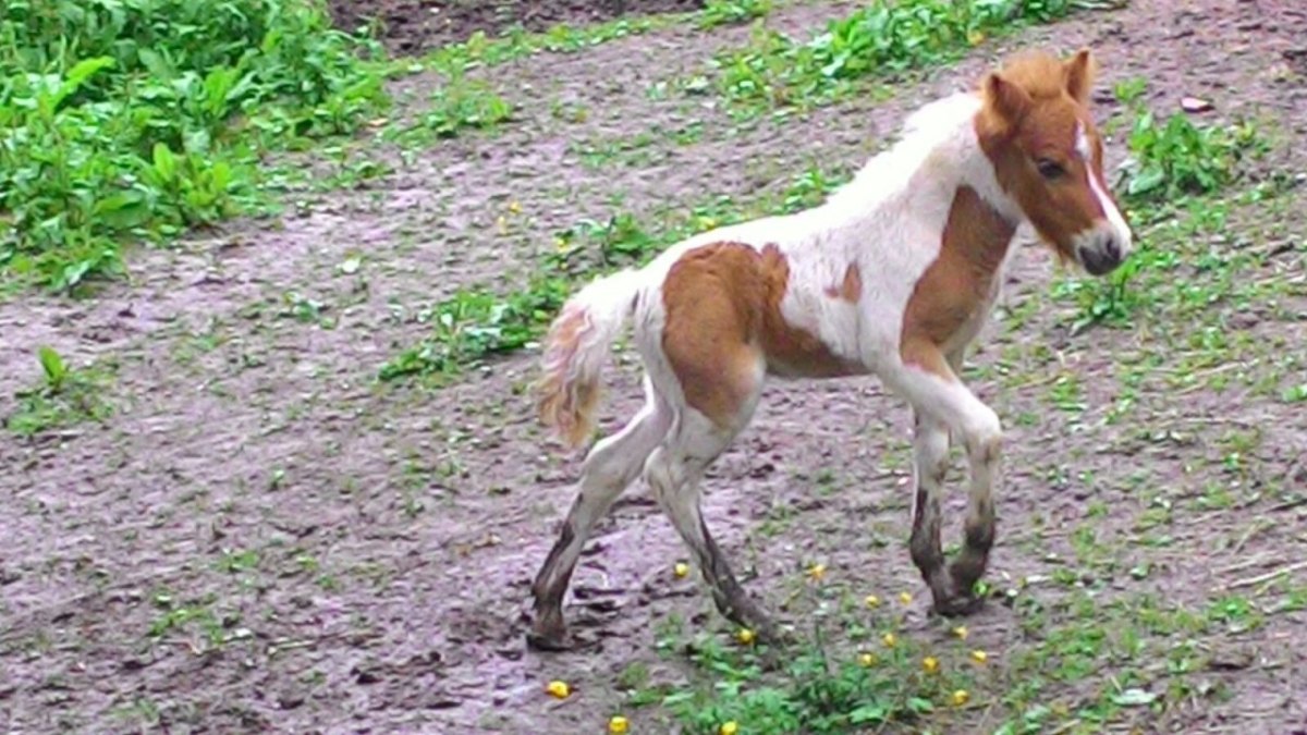 Shetlandpony Nelson Tautenhain