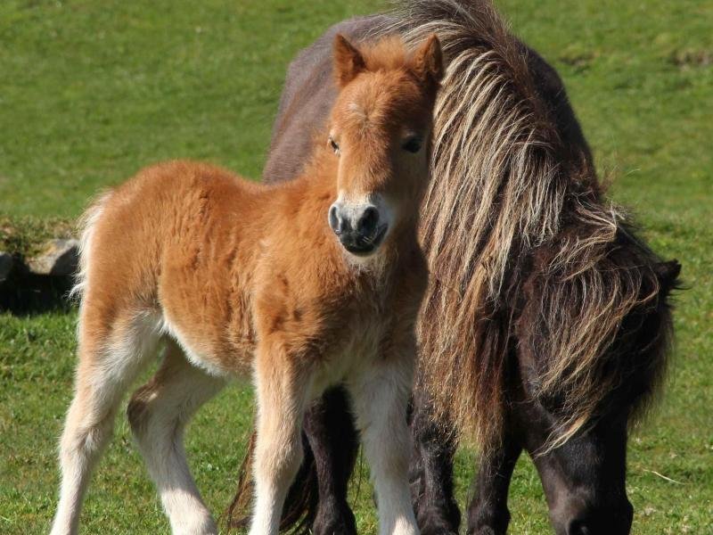 Sie trotzen dem Inselwetter garantiert: die zotteligen Shetland-Ponys.