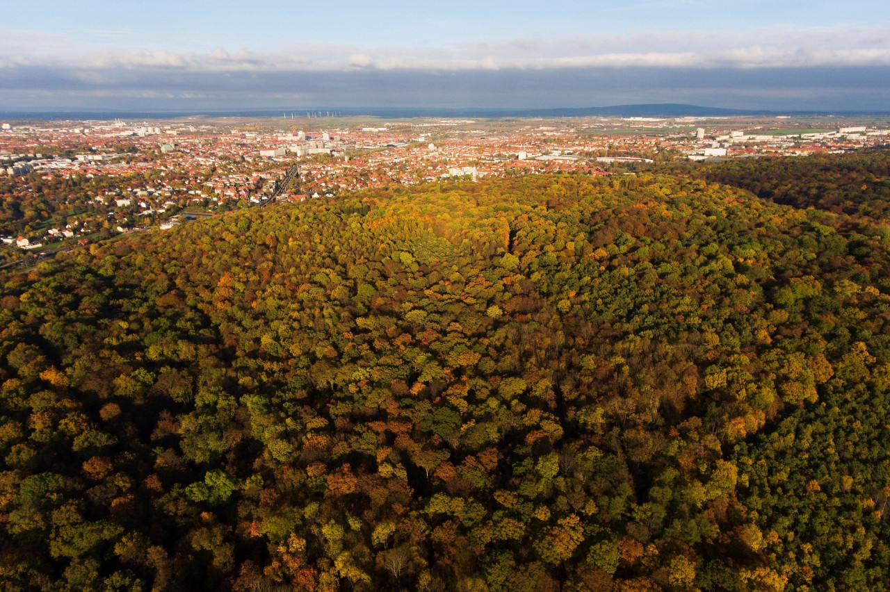 Der Steigerwald in Erfurt.
