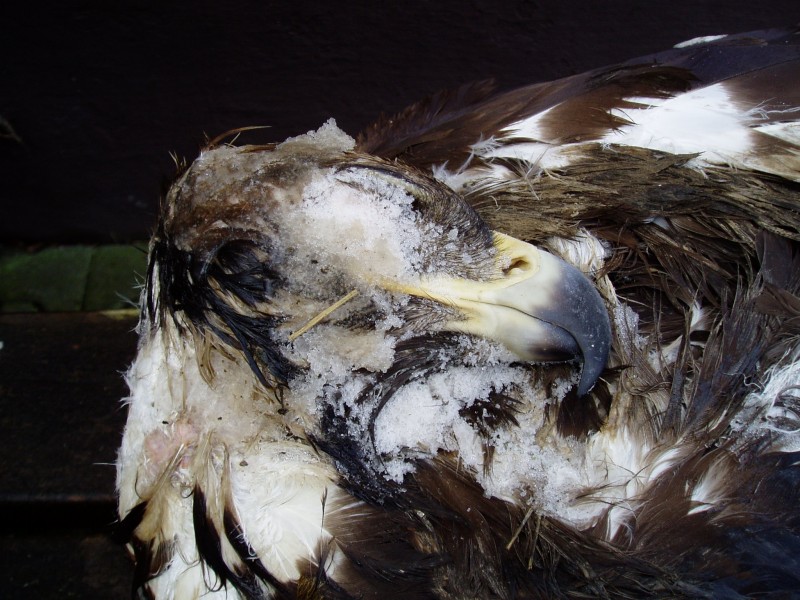 Der tote Steinadler