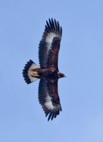 Ein Steinadler kann eine Flügelspannweite von bis zu 2,30 Meter haben. 