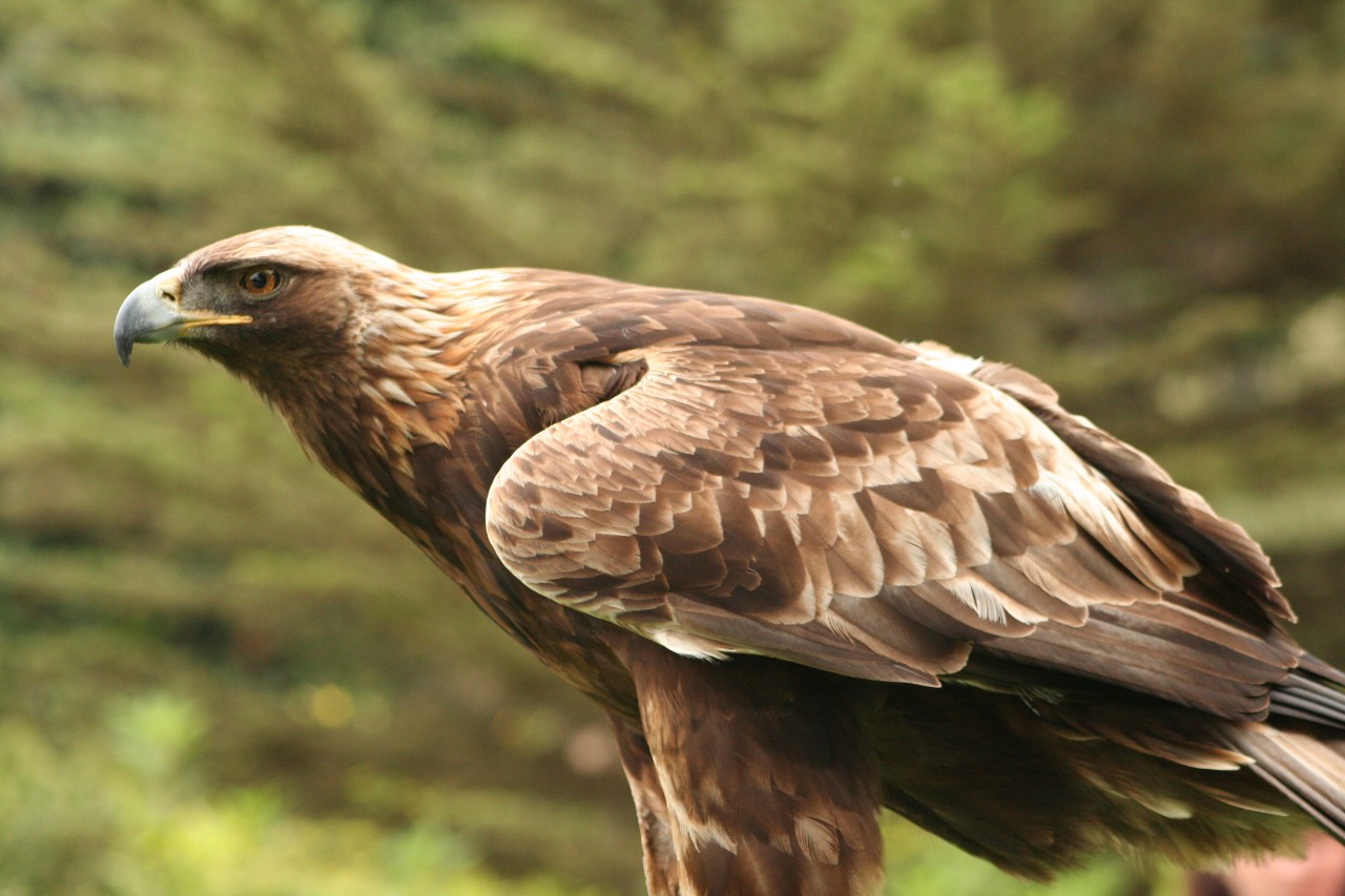 Der Steinadler ist nach dem Seeadler der größte derzeit in Deutschland brütende Greifvogel. 