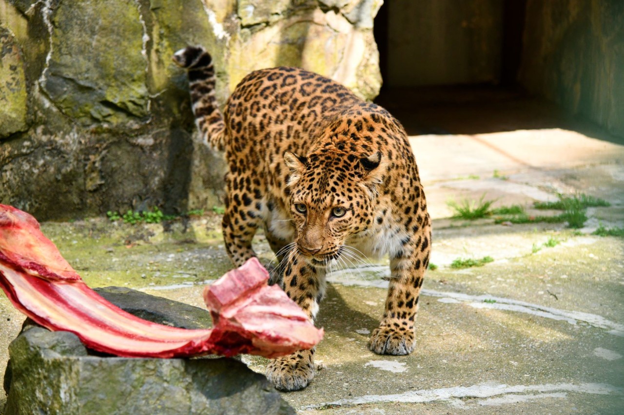 Der Waldzoo in Gera trauert um China-Leopardin Oprha. 