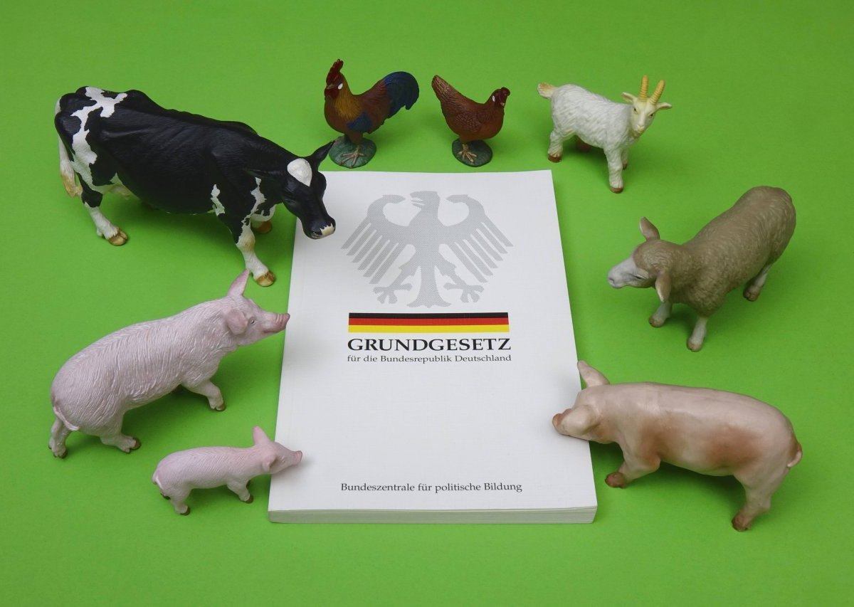 Thüringen Tierquälerei Vorwürfe Zucht Schafe PeTA Tierschutz Merino Schaf Wolle