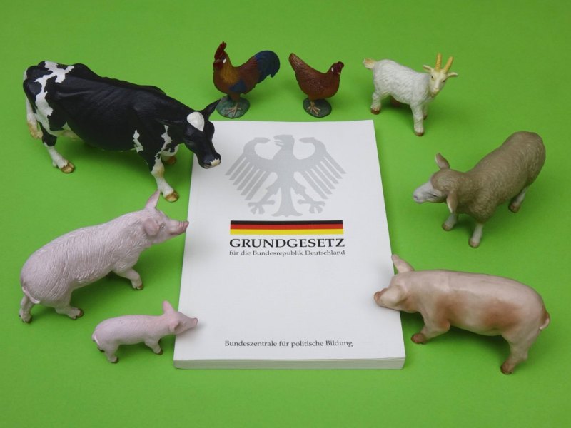 Thüringen Tierquälerei Vorwürfe Zucht Schafe PeTA Tierschutz Merino Schaf Wolle