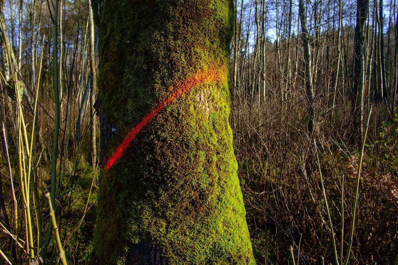 Roter Diagonalstrich = der Baum soll gefällt werden.