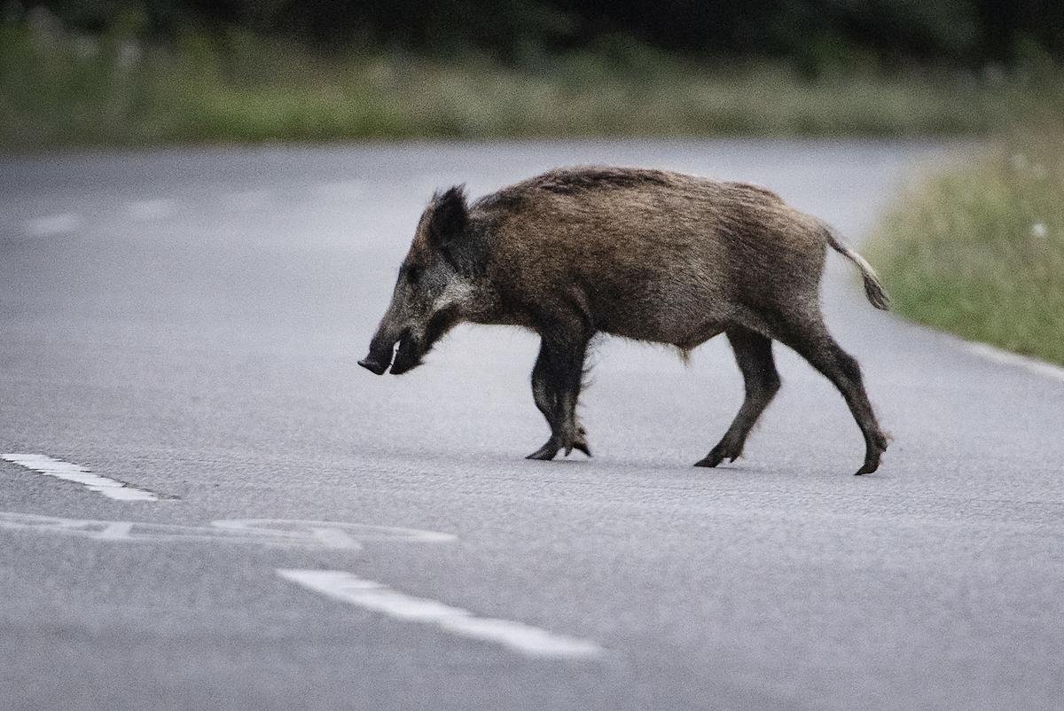 Thüringen-Wildschwein.jpg