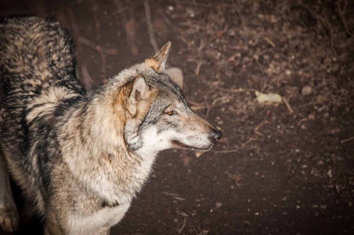 Thüringen-Wolf