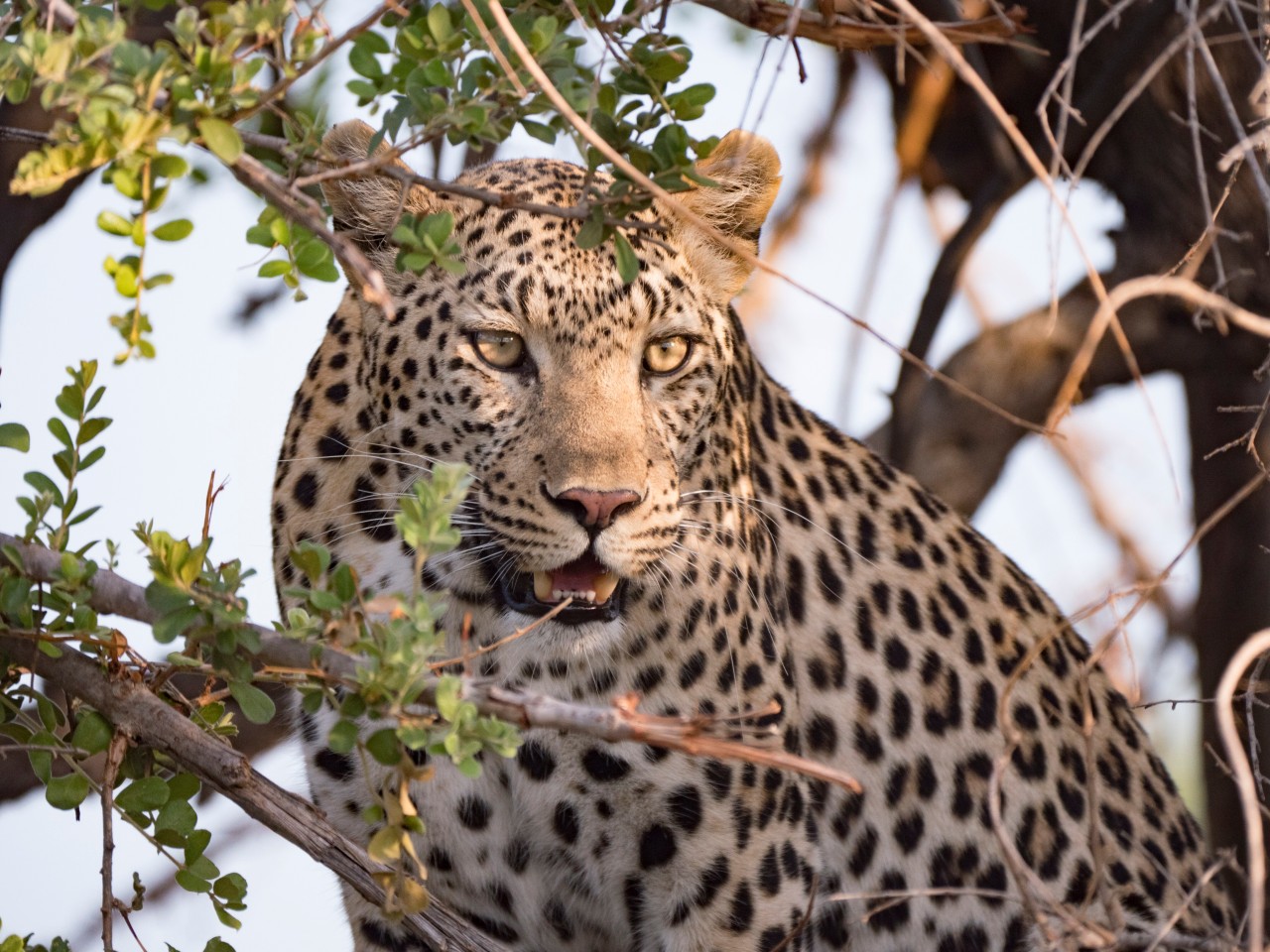 Ein Leopard hat eine Frau aus Thüringen in einem Gehege angegriffen. (Symbolbild)