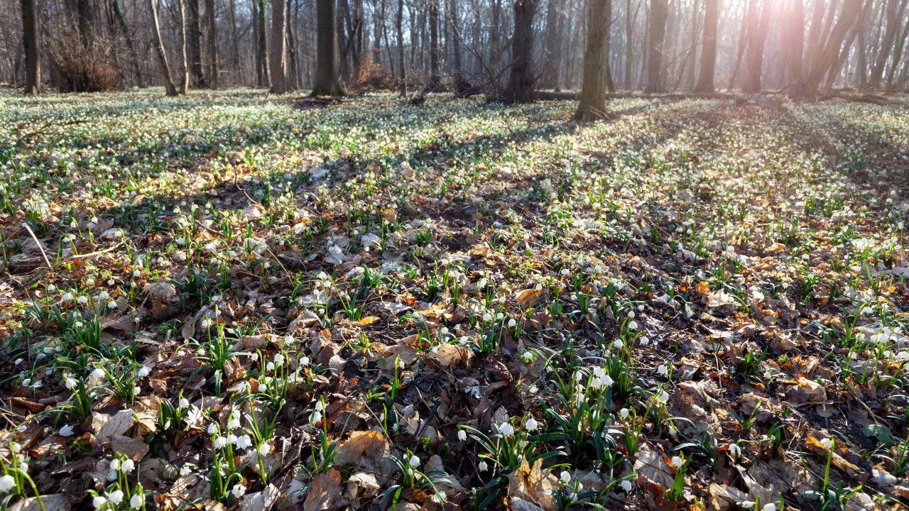 Thüringen: Augen auf beim Gang durch die Natur.