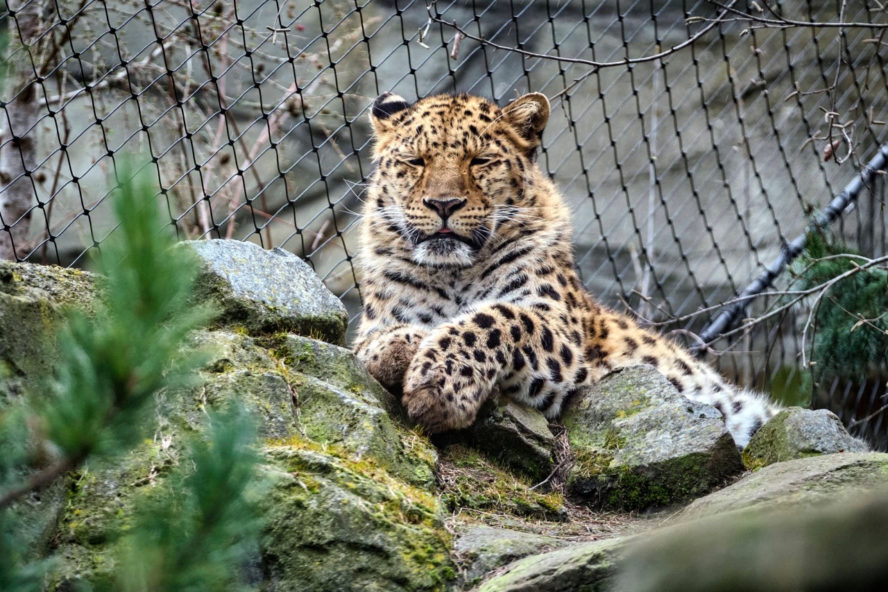 Thüringen: Ein Fotoshooting mit einem Leoparden ging für eine Frau aus dem Freistaat nicht gut aus. (Symbolfoto)