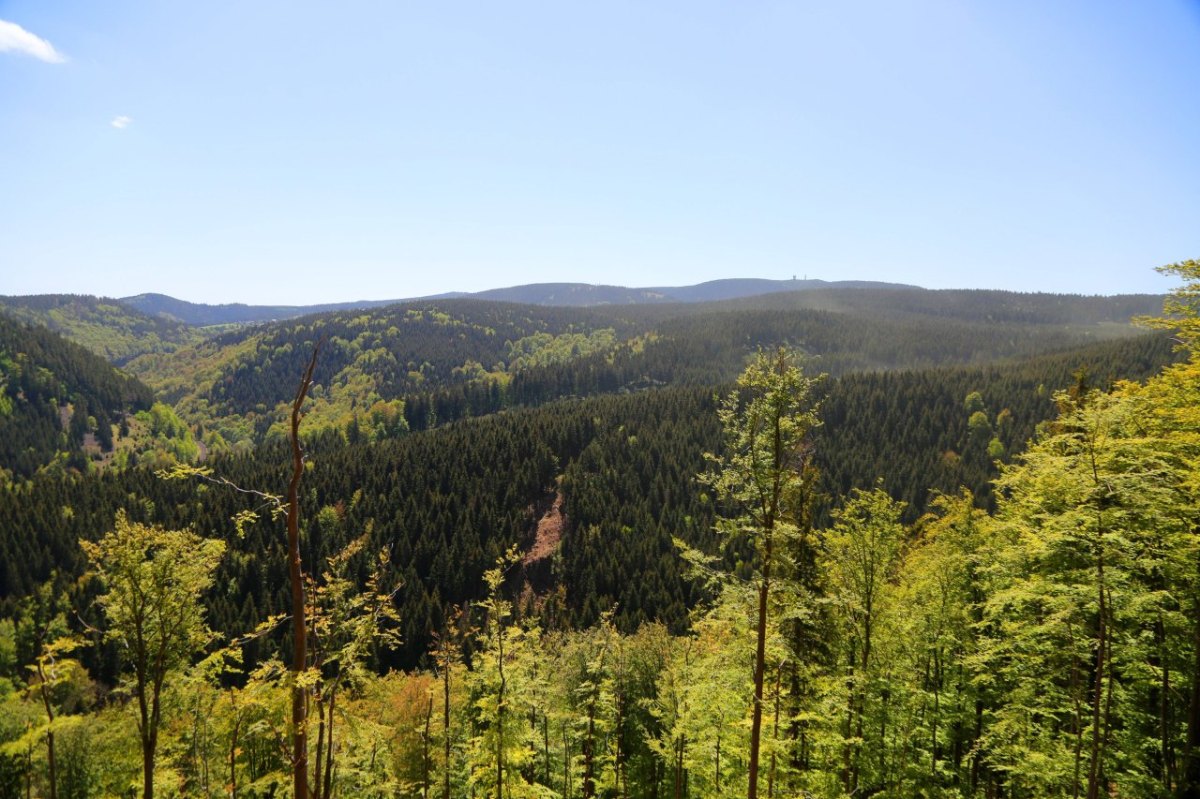 Thüringer Wald.jpg
