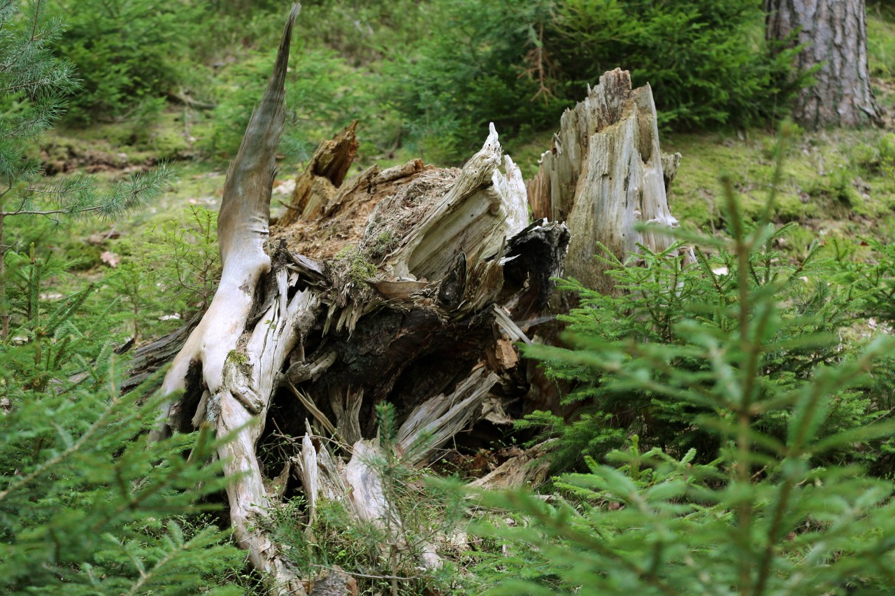 Hitze- und Trockenperioden begünstigen Insektenbefall im Thüringer Wald. (Archivbild)