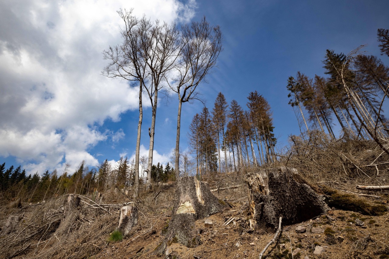 Trauriger Anblick im Thüringer Wald! Durch den Borkenkäfer beschädigte Bäume wurden per Kahlschlag entfernt.