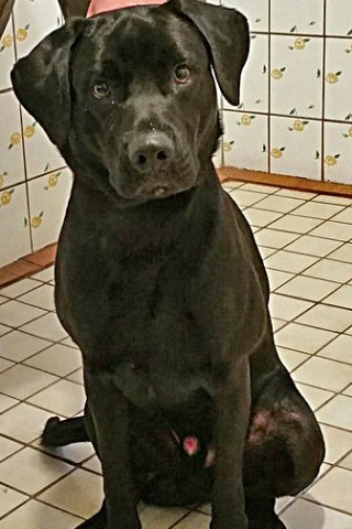 Der einjährige Labrador wurde einfach über den Zaun des Eisenacher Tierheimes geworfen. Die Pfleger haben ihn "Findus" getauft.