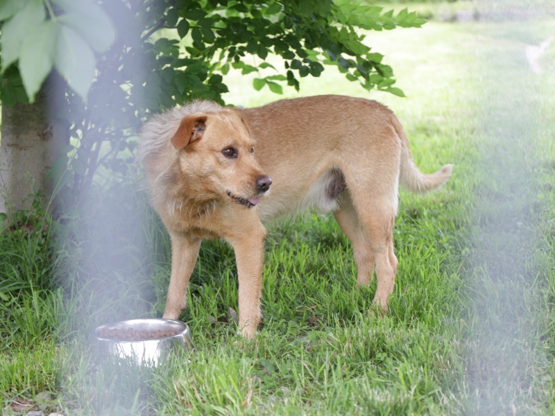 Ein Hund im Freilauf des Weimarer Tierheims.