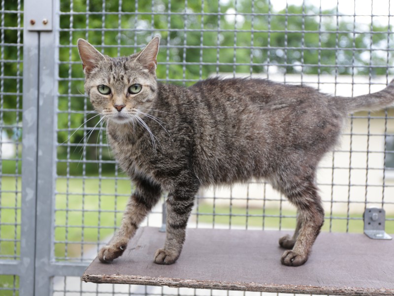 Neben Hunden gibt es viele Katzen.