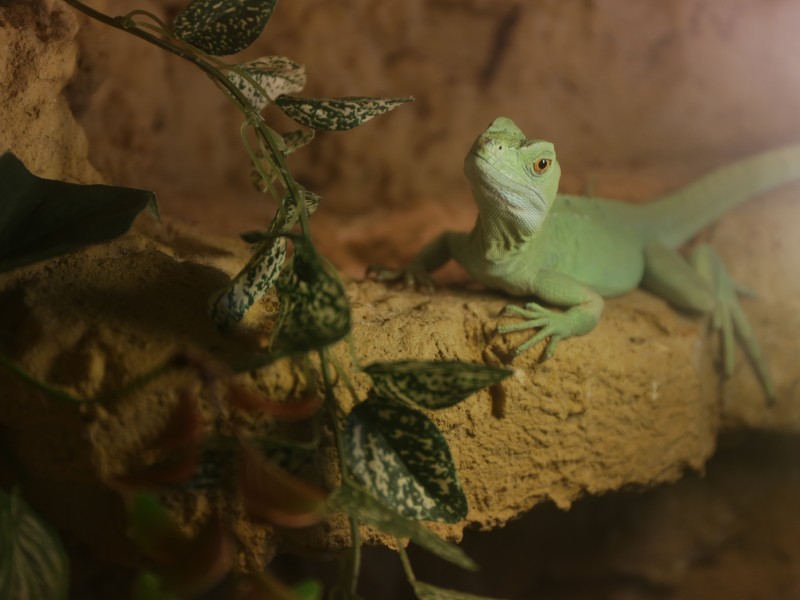 Der Stirnlappenbasilisk würde sich freuen, bald wieder ein festes Zuhause zu haben