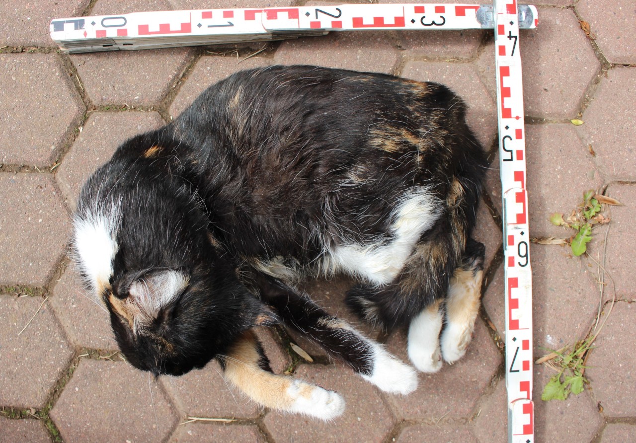 Am Donnerstagmorgen fanden Zeugen an der Ortsverbindungsstraße zwischen Uthleben den Kadaver einer Katze.
