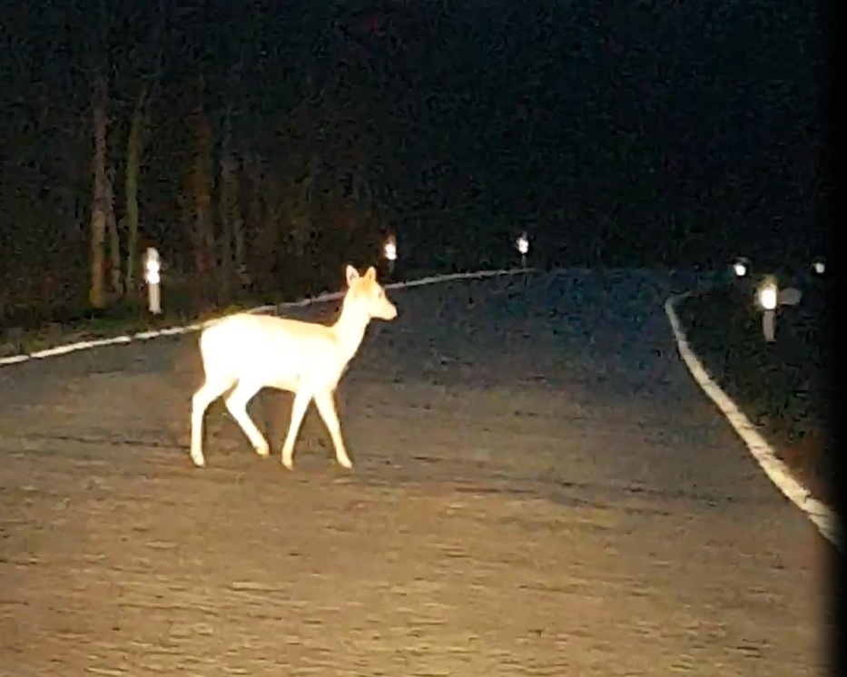 Eine ungewöhnlicher Anblick bot sich einer Thüringen24-Leserin auf ihrer Fahrt im Willroder Forst in Erfurt: Ein weißes Damwild lief über die Straße und der Leserin vor die Kamera.