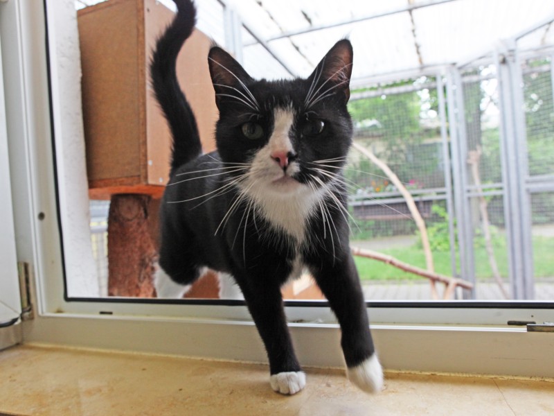 Kater „Vito“ ist ein echter Poser, ein Jahr alt und kastriert. 