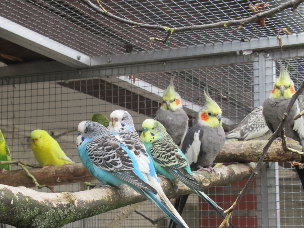 Kunterbunter Haufen in Erfurt! 70 Tiere warten im Tierheim auf Vogelfreunde. 