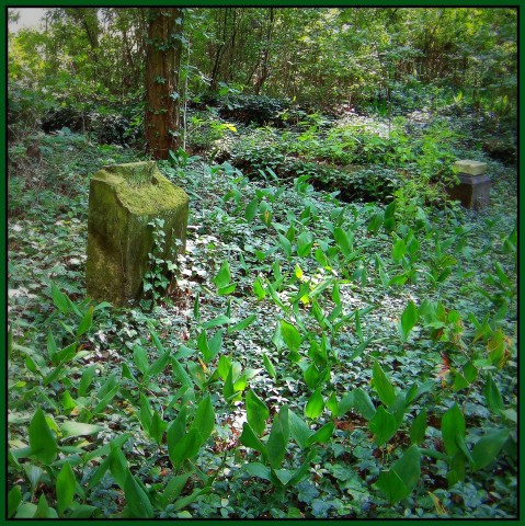 Ein vergessener Friedhof im Wald.