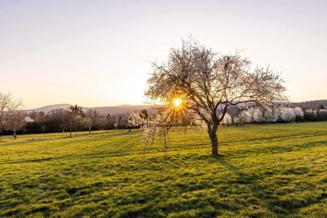 In Thüringen bleibt es kühl – es wird aber auch sonniger. (Symbolfoto)