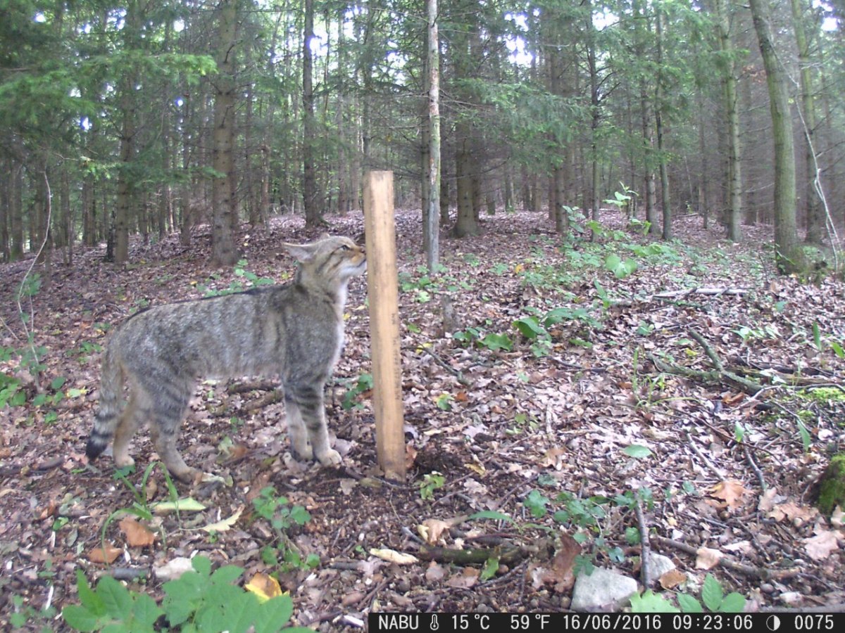 Wildkatze schnuppert an Wildkatzen-Lockstock