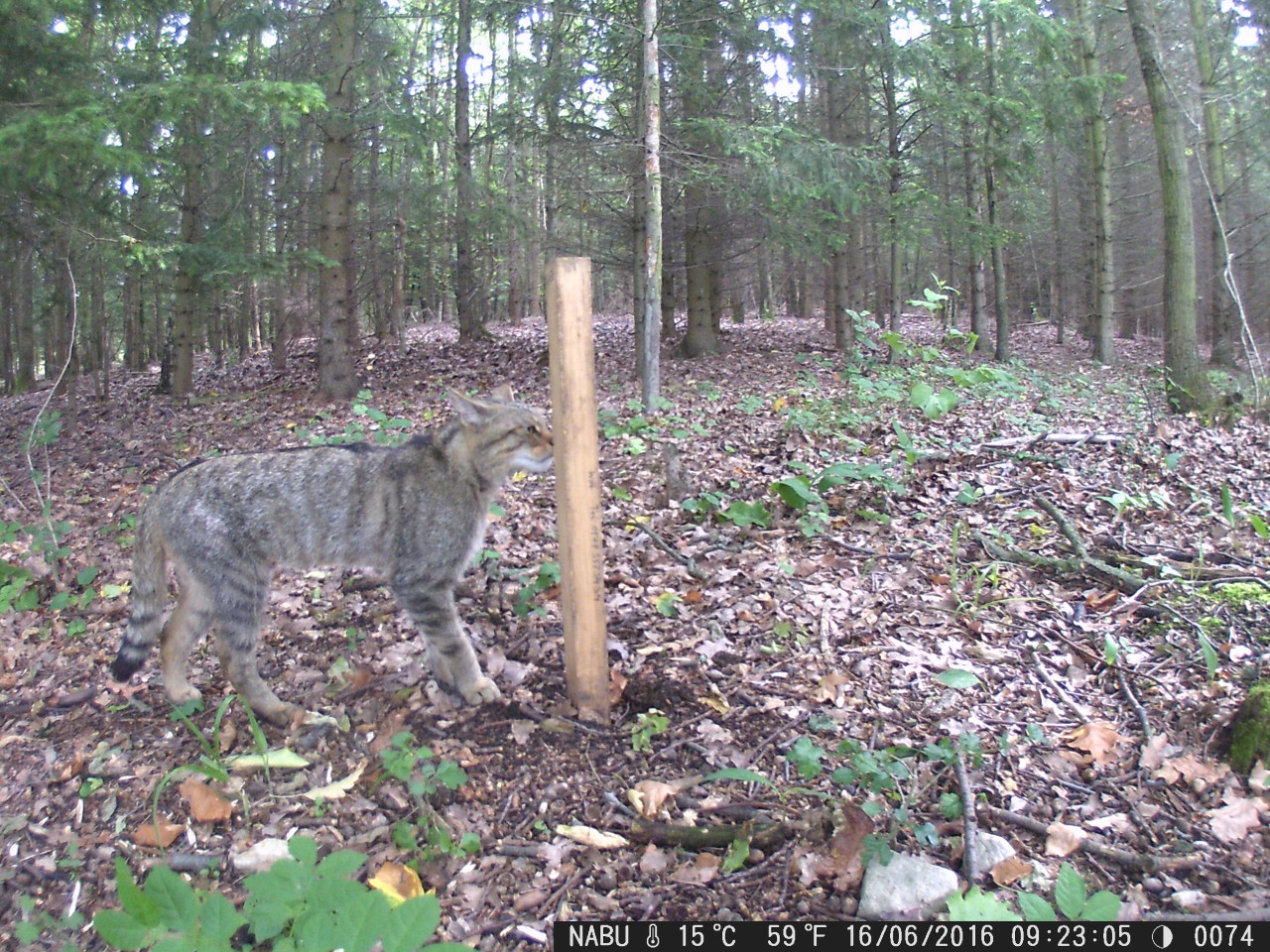 Eine Wildkatze schnuppert an einem Lockstock in einem Waldgebiet bei Jena.
