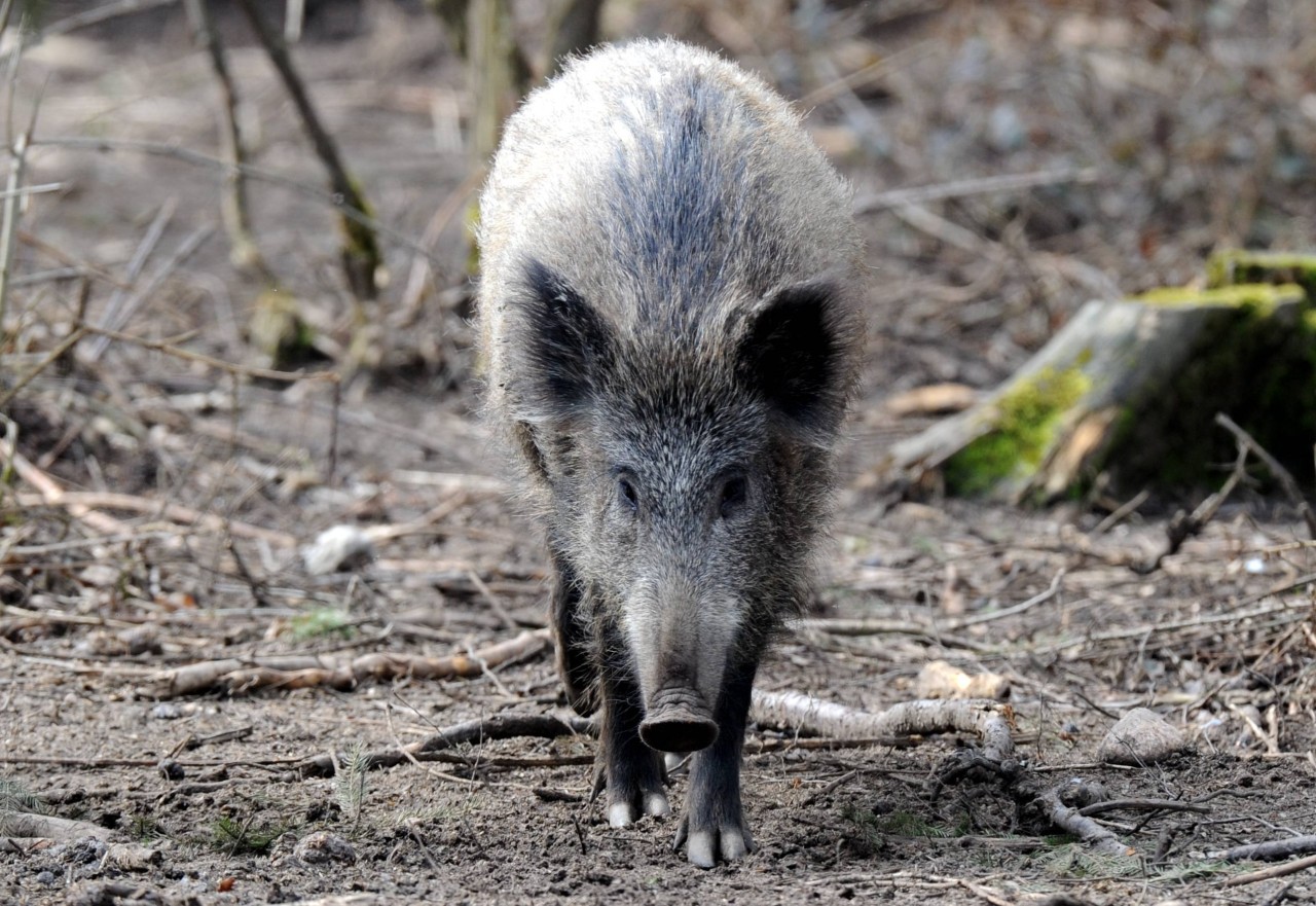 In Thüringen gibt es immer mehr Wildschweine. Manche tragen den Aujeszky-Virus in sich. (Symbolfoto)
