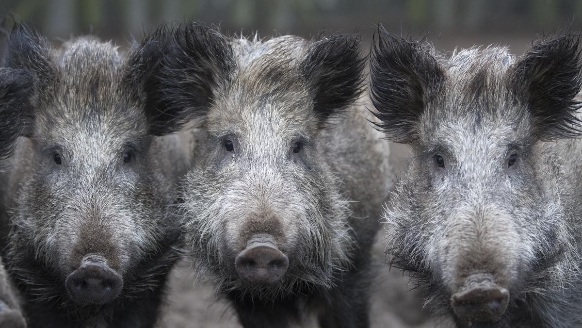 Viele Wildschweine in Thüringen sind noch heute verstrahlt.