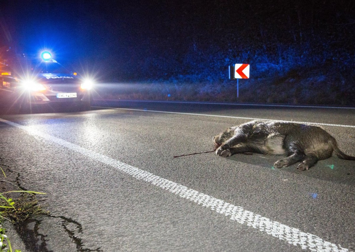 Wildunfälle auf Eichsfelder Straßen sollen dauerhaft reduziert werden