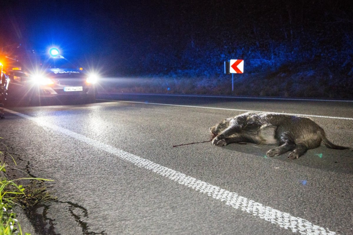 Wildschweine Autobahn Unfall.jpg