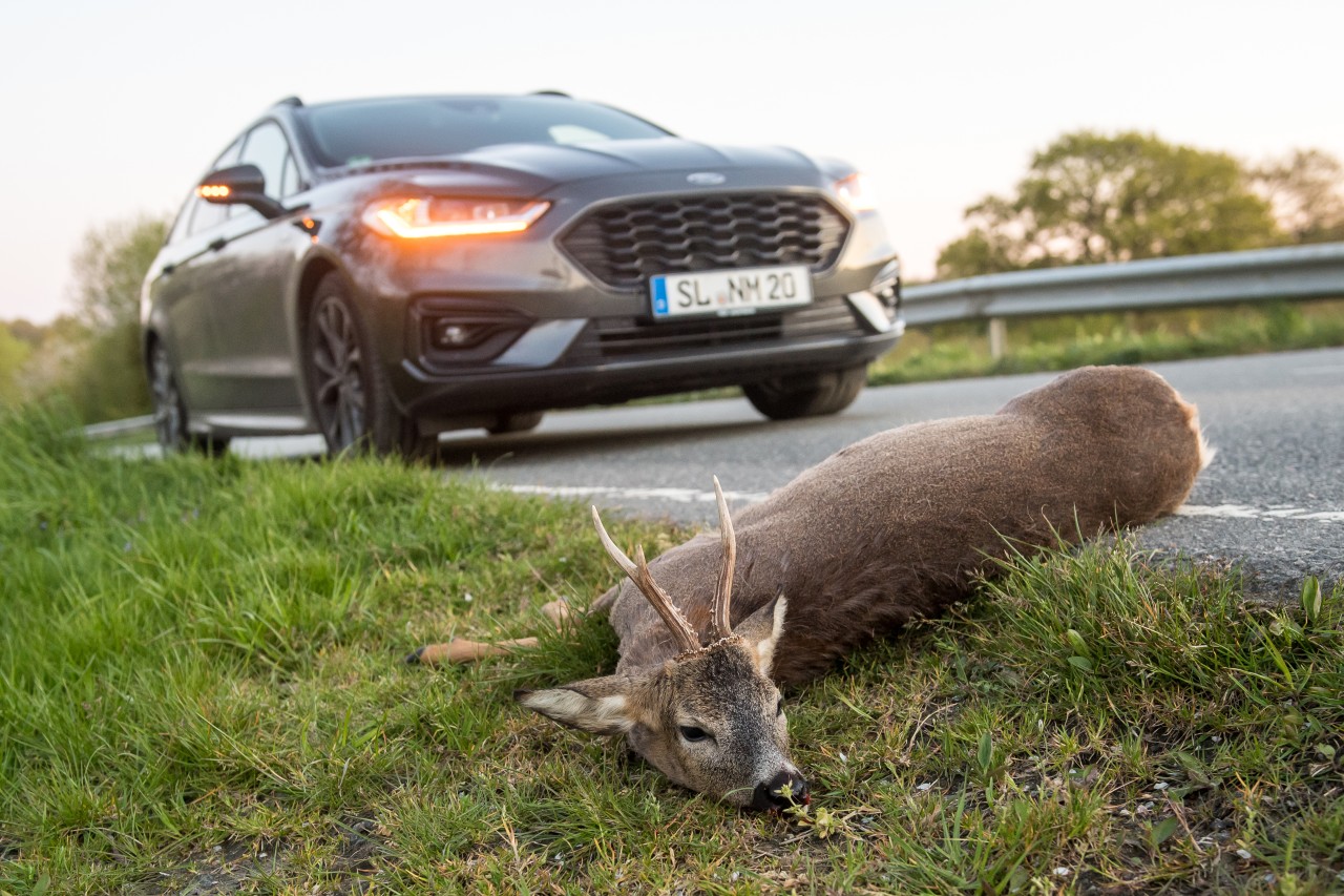 Nach einem Wildunfall müssen Autofahrer einiges beachten. (Symbolbild)