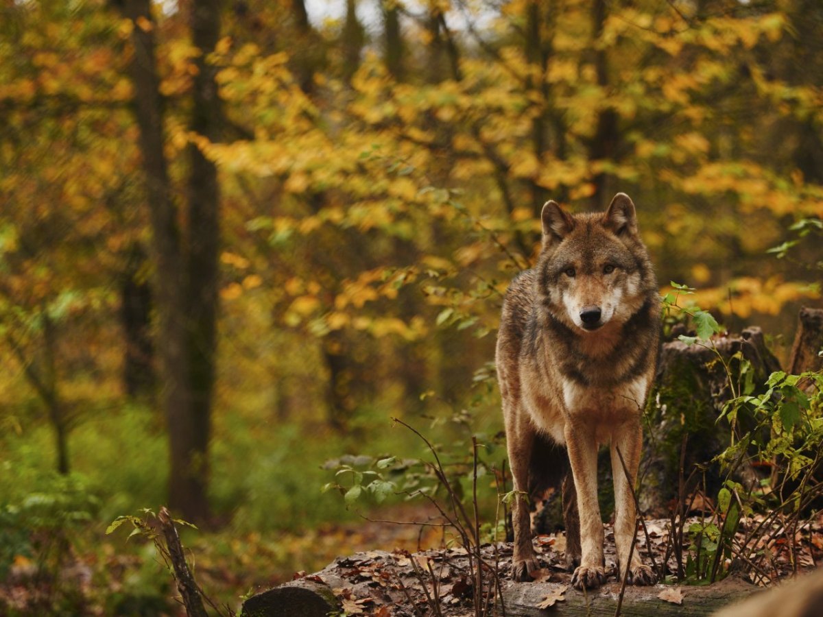 Wolf (1).jpg