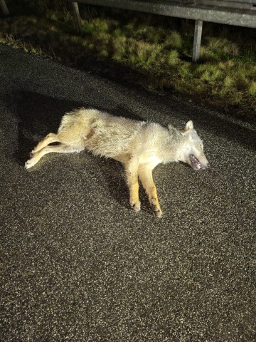 Autofahrer haben mutmaßlich einen toten Wolf auf der A38 in Thüringen entdeckt. 