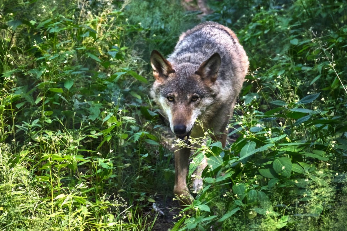 Wolf Thüringen.jpg