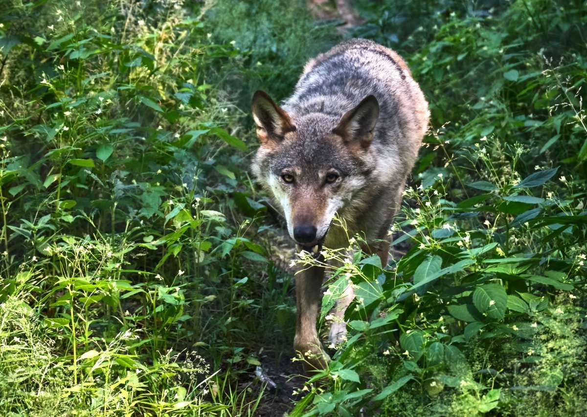 Wolf Thüringen.jpg