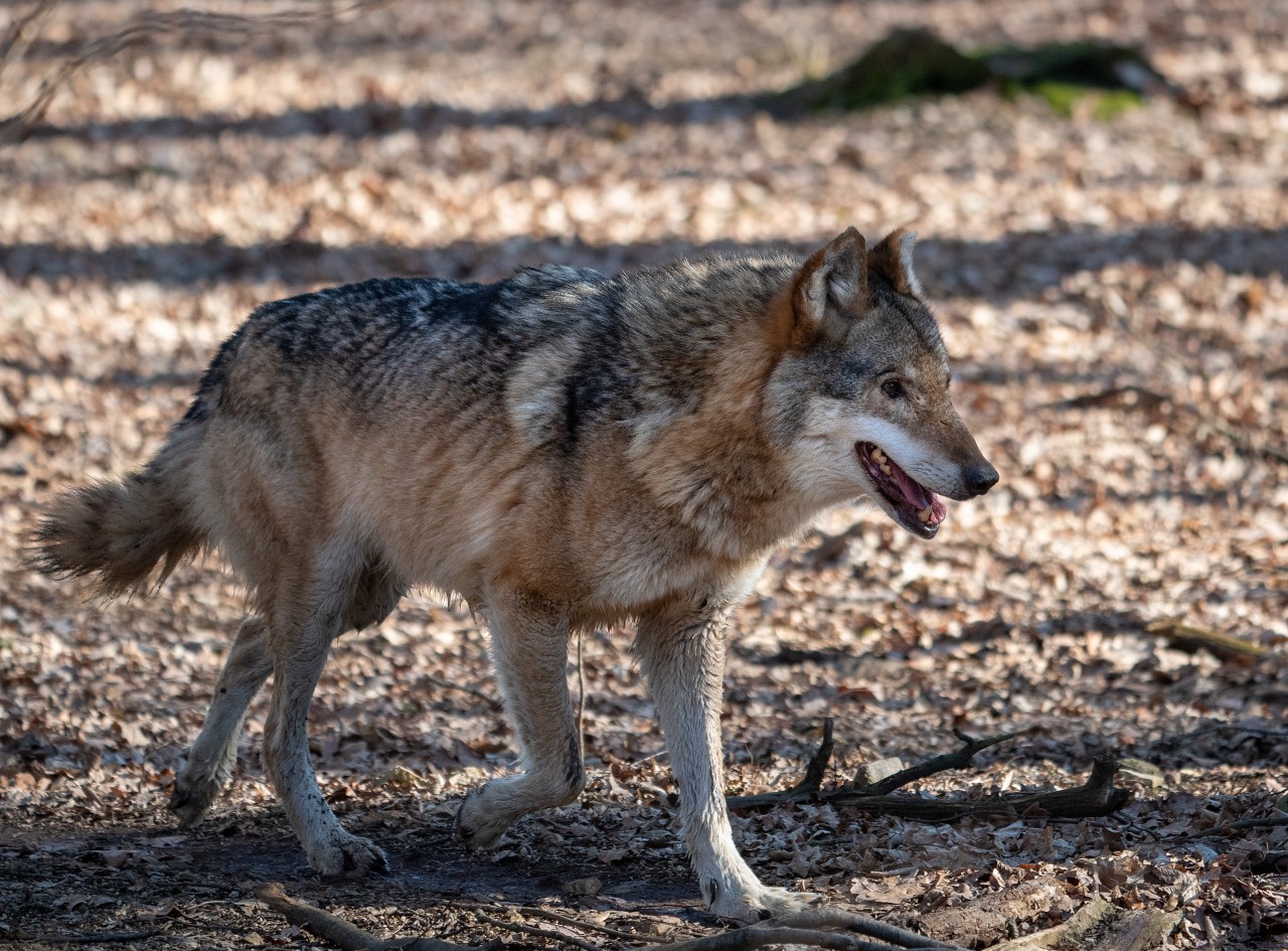 War es ein Wolf, der das Schaf gerissen hat? (Symbolbild)