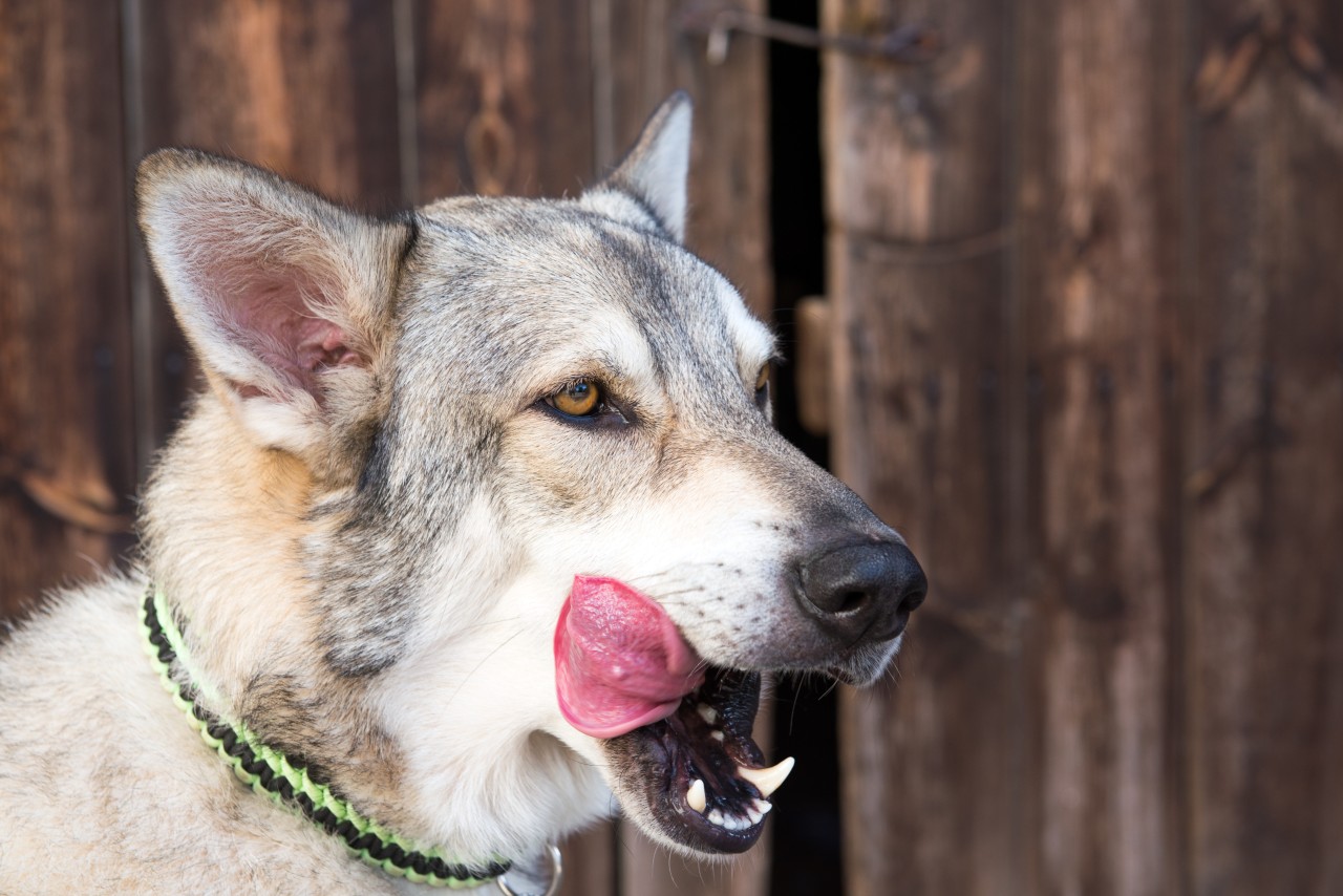 Ein Hund aus Thüringen ist einem Wolfshund in Großvargula zum Opfer gefallen. (Symbolbild)