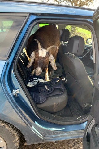 Egal ob Katze, Meerschweinchen oder Kaninchen: Längst nicht alle Haustiere fahren gerne Auto. Schließlich schaukelt und wackelt es im Fahrzeug ganz schön. Oft geht die Fahrt auch zur Tierarzt-Praxis, und dort finden es die meisten Tiere doof. Diesem Ziegenbock aus Thüringen hingegen gefällt das Autofahren. 