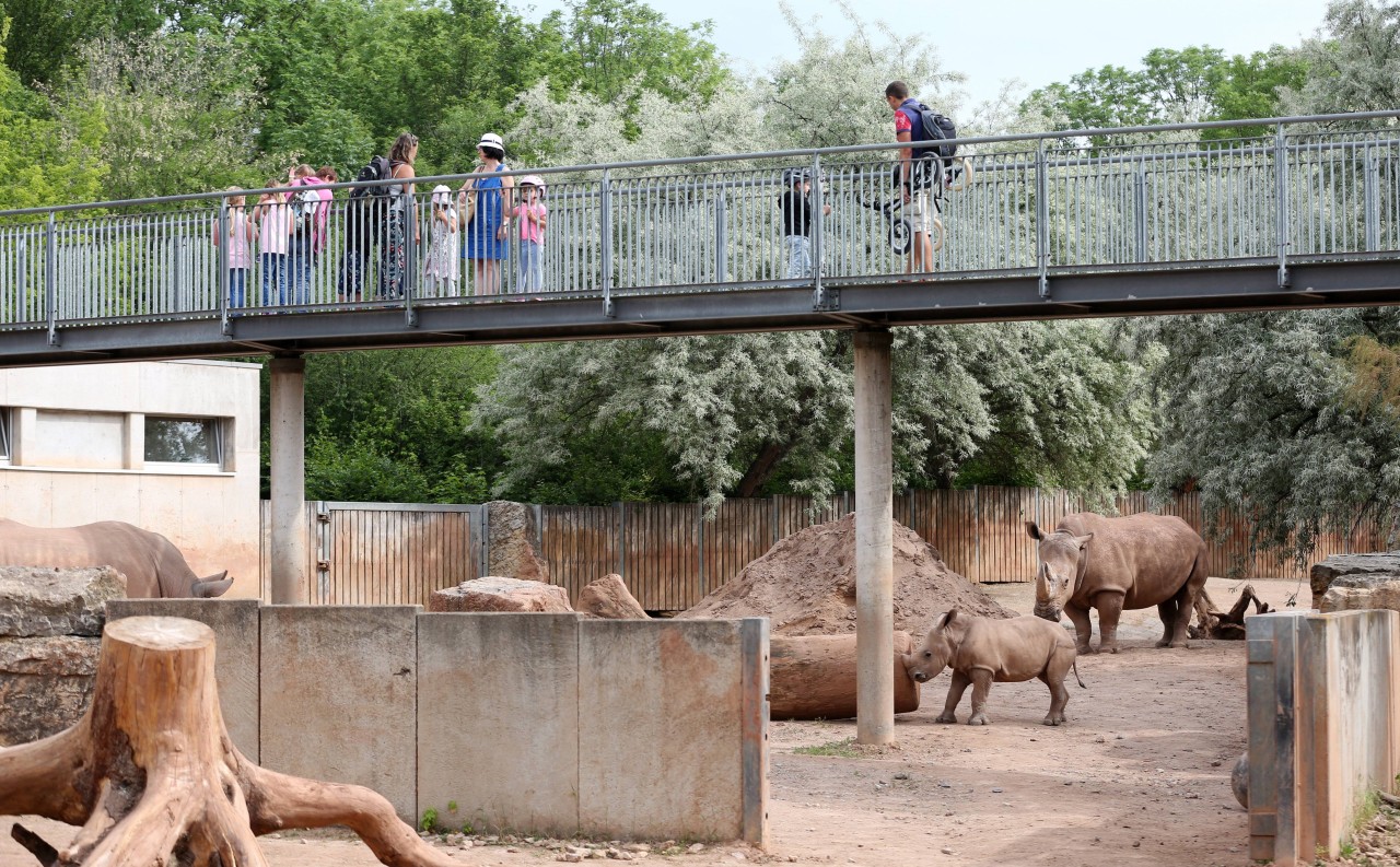 Der Zoo Erfurt unterstützt ein besonderes Tierschutzprojekt. (Symbolbild)