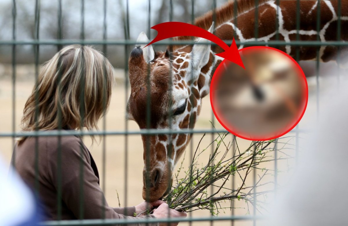 Zoo-Erfurt-Giraffe