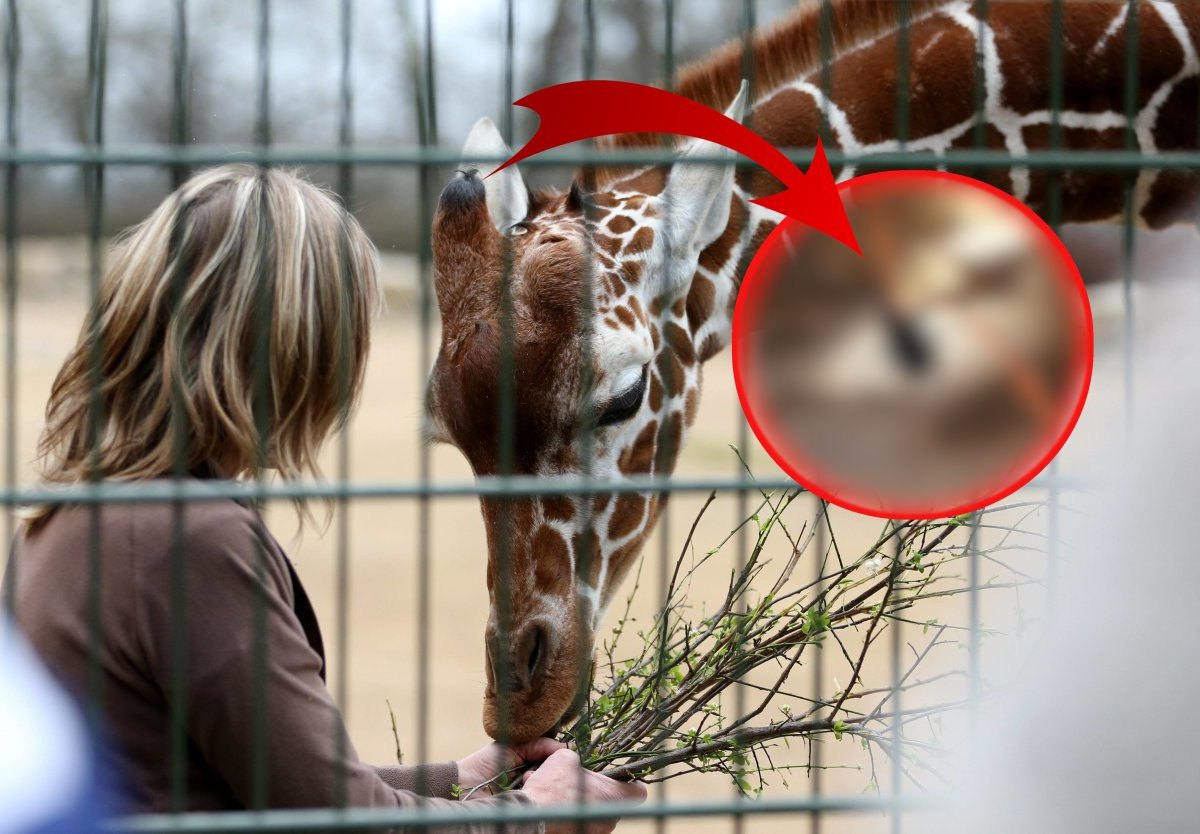 Zoo-Erfurt-Giraffe