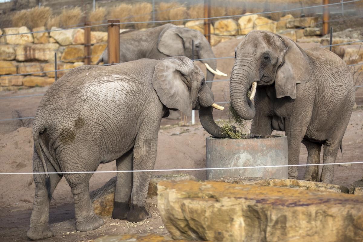 Elefanten und Co. überstanden den Sturm im Zoopark Erfurt am Wochenende unbeschadet. (Archivfoto)